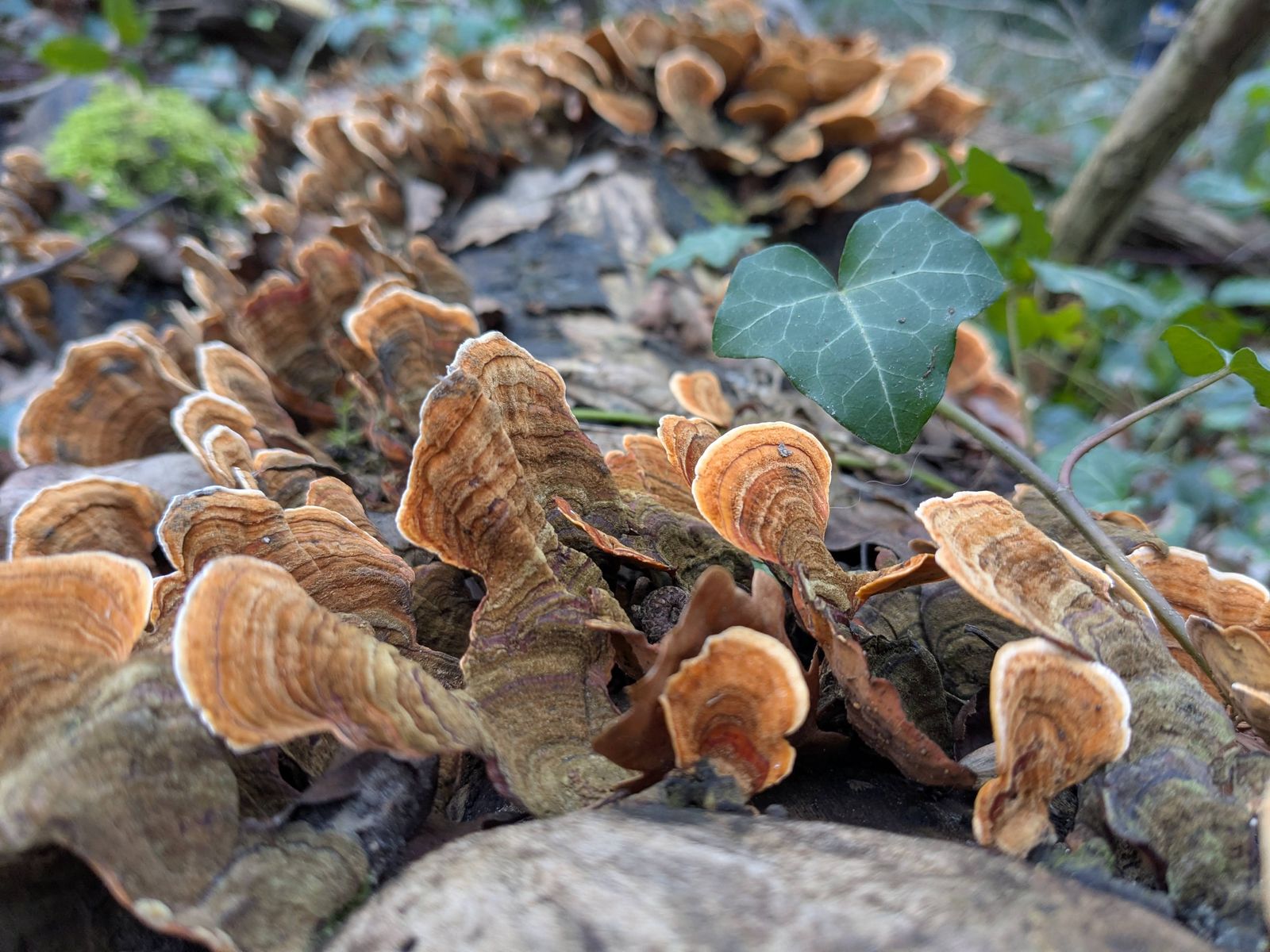 PXL 20250120 141909760